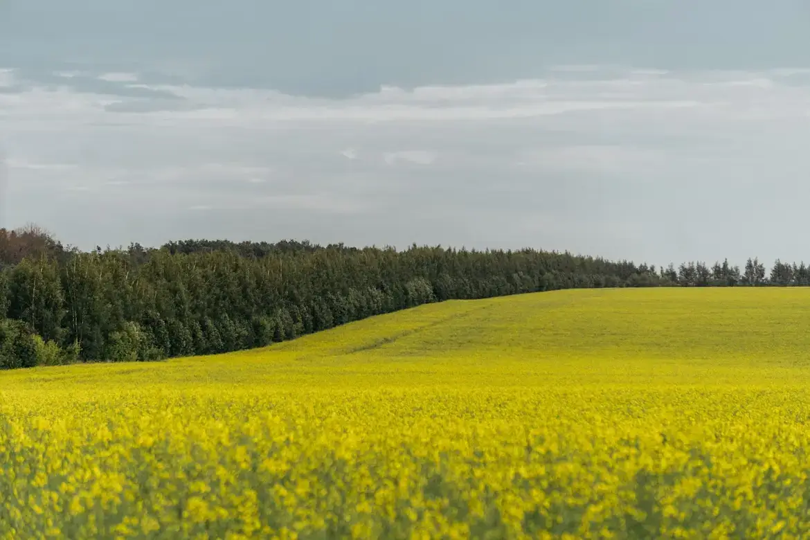 Alergias de primavera: causas, síntomas y cómo aliviarlas
